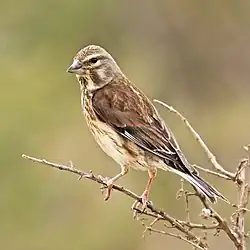 L. c. mediterranea, female