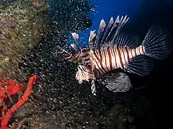 Common lionfish hunting glassfish at El Mina wreck (Red Sea)