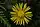 Sonchus oleraceus, common sowthistle, Mink River Estuary