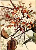 Illustration of flowers and follicles