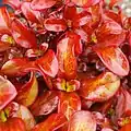 'Wax Wings' variety