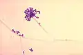 Conidia phialoconidia of A. fumigatus