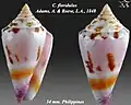 Conus floridulus Adams, A. & Reeve, L.A., 1848
