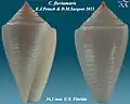 Conasprella fluviamaris E.J.Petuch & D.M.Sargent 2011