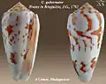 Conus gubernator Hwass in Bruguière, J.G., 1792