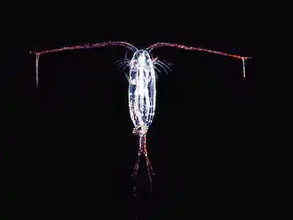 Copepod from Antarctica, a translucent ovoid microanimal with two long antennae