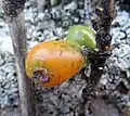 Fruit