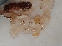 Workers among brood