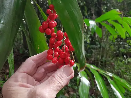 Fruit