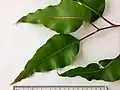 Adult leaves