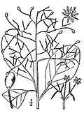 American smoketree (Cotinus obovatus)