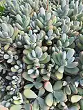 Var. oophylla has round, white, pruinose leaves.