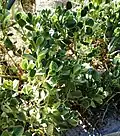 Cotyledon xanthantha