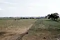 Cows in farm pasture, 1957