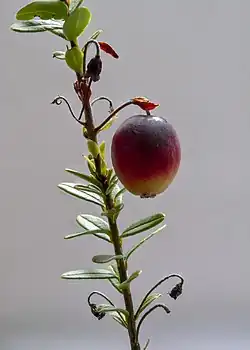 Individual fruit