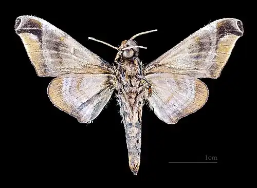 Male ventral MHNT