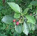 Fruit not yet ripe, a lighter colour than on some other individuals