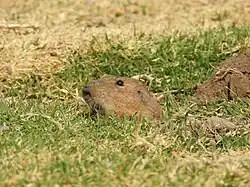 Brown gopher head