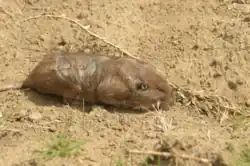 Brown gopher
