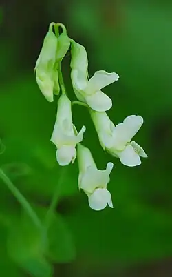 Lathyrus ochroleucus, cream pea, Bayshore Blufflands