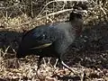 Crested guinea fowl in South Africa