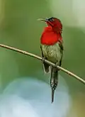 Image 45The crimson sunbird (Aethopyga siparaja) is a species of bird native in Bangladesh. The pictured specimen was photographed at Modhutila Eco-Park in Sherpur District. Photo Credit: Masud Rana
