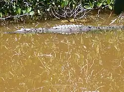Crocodile