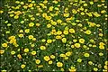 Crown daisies in blossom