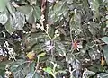 Fowers and leaves