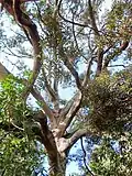 Cryptocarya obovata at the Royal Botanic Gardens, Sydney