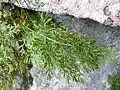 Cryptogramma crispa au Wurzelstein.