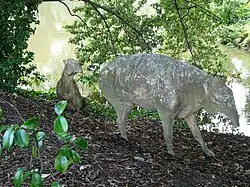 Plagiolophus (left) and Palaeotherium (right)