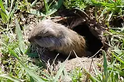 Brown rodent