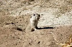 Brown rodent
