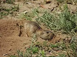 Brown rodent
