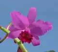 Ctt. Portia 'Gloriosa' (= Gur.&nbsp;bowringiana × C.&nbsp;labiata)[5] (Formerly C.&nbsp;Portia)