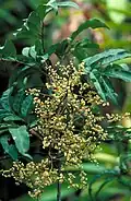 Inflorescence