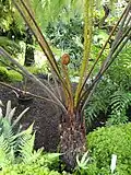 New fronds