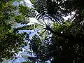 Cyathea medullaris in Ogasawara National Park