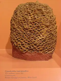 Cycadeoidea_marylandica_-_National_Museum_of_Natural_History_-_IMG_1978