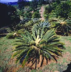 Growth habit