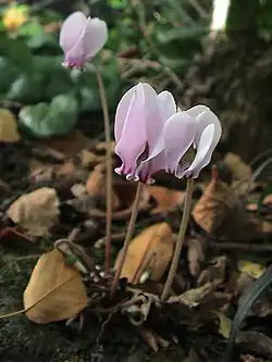 C.&nbsp;hederifolium