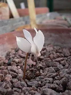 C.&nbsp;mirabile