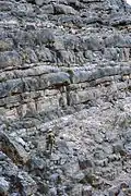 "Shallowing upward" liassic cycles arranged in decametric sequences, Musandam Peninsula, (N-Oman).