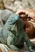 Blue iguana (Cyclura lewisi), Queen Elizabeth II Botanic Park