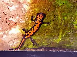 Underside