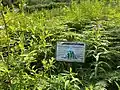 Cynwyd Forest Quarry - photo taken July 20, 2021.
