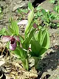 Flower showing variation and plant habit.