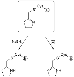 Figure 2 Experimental Evidence for Eflornithine End Product[29]