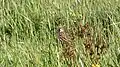 House sparrow at the Fields' margins.